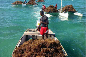 我们的海藻育种基地